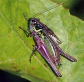 Grasshopper na zielony liść