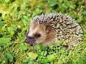 Hedgehog na zielonej trawie