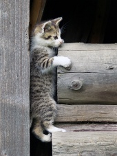 Kitten wspinaczki na ułożone drewna