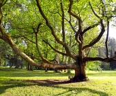 Очень старое дерево в парке