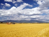 Урожай пшеницы в Словакии