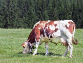 Betande ko på grön äng nära skog