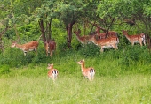 Čreda prahi jeleni na zelenem travniku