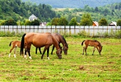 Konji se pasejo na polju