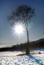 Sun and tree in cold winter day