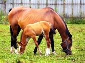 Mare and young foal grazing in paddock