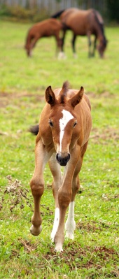 Young foal running and other horses grazing in background