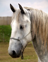 Portrait of the white horse