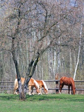 Horses grazing on the field