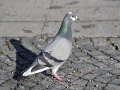 Grey Rock Dove or Common Pigeon